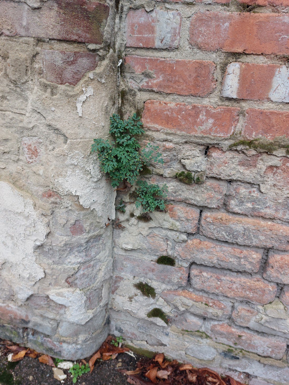 Junction of brickwork and render with vegetation and moss visible in mortar joints